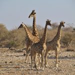 Giraffen, sympathisch
und grazil