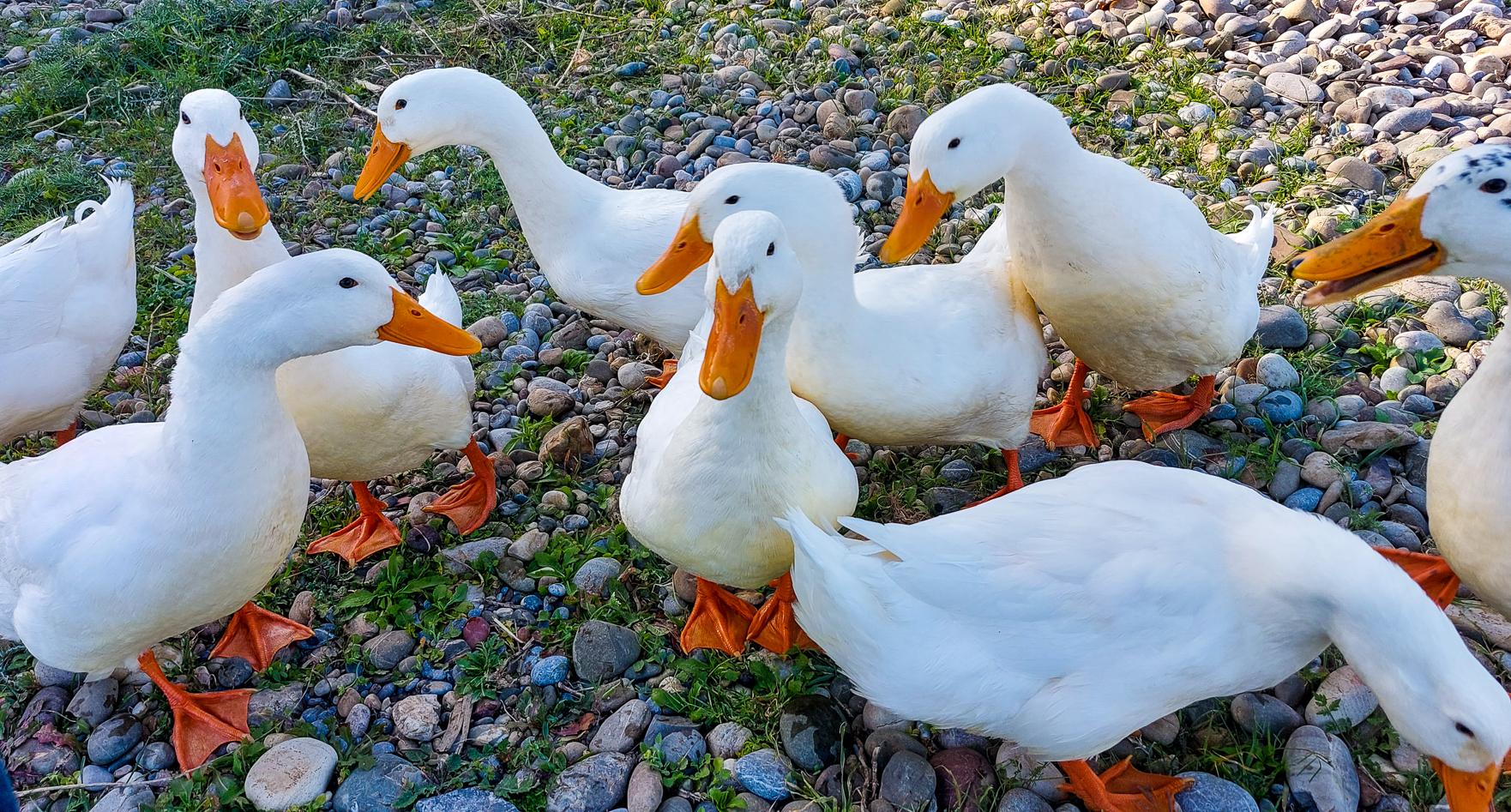 <span  class="uc_style_uc_tiles_grid_image_elementor_uc_items_attribute_title" style="color:#ffffff;">So cute: ducks running around Wischnewski</span>