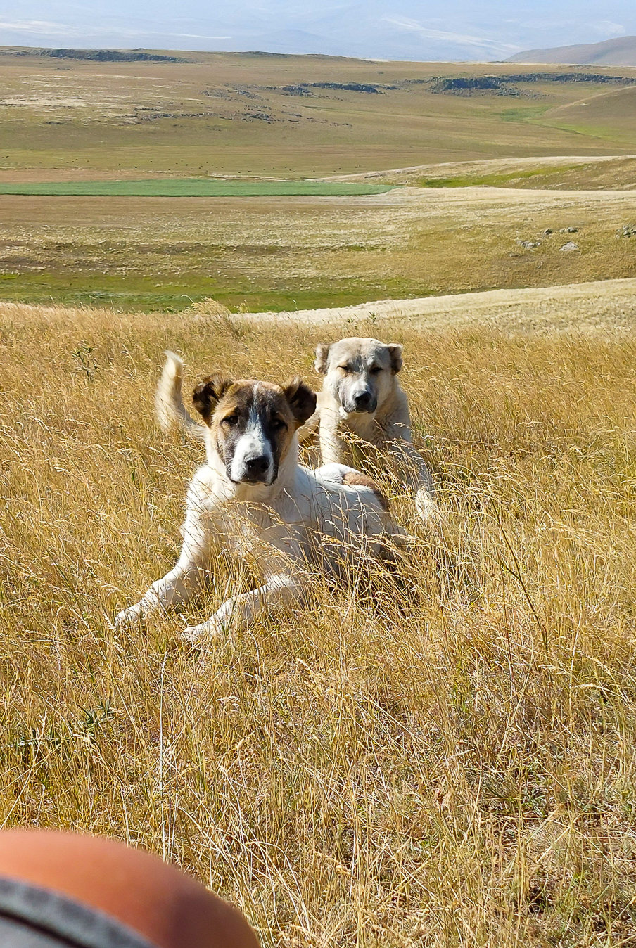 <span  class="uc_style_uc_tiles_grid_image_elementor_uc_items_attribute_title" style="color:#ffffff;">An Armenian shepherd left his 2 dogs to protect us during the day, or maybe just for our fun.  ..great (and impressive) pals</span>