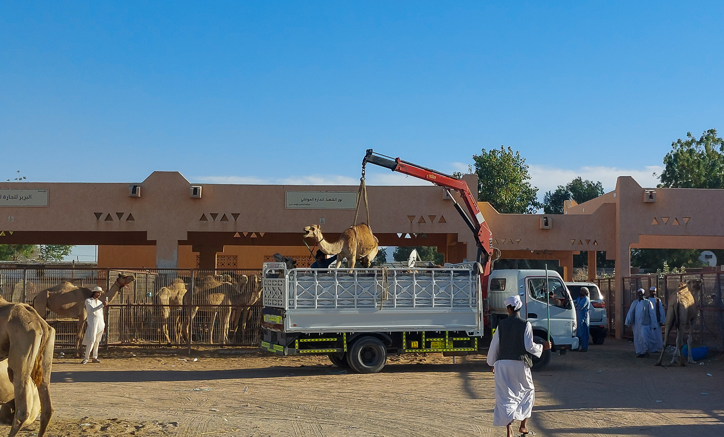 <span  class="uc_style_uc_tiles_grid_image_elementor_uc_items_attribute_title" style="color:#ffffff;">This camel hates it to be sold, ...put onto a truck...</span>
