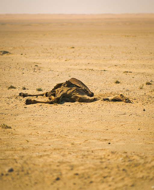 <span  class="uc_style_uc_tiles_grid_image_elementor_uc_items_attribute_title" style="color:#ffffff;">Dead camel at the street</span>