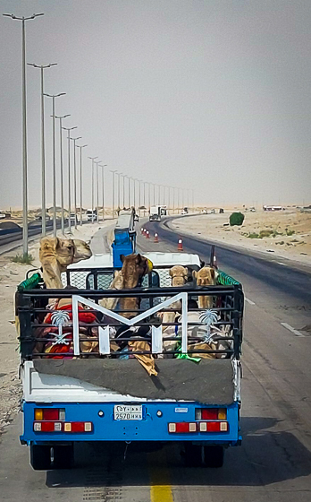 <span  class="uc_style_uc_tiles_grid_image_elementor_uc_items_attribute_title" style="color:#ffffff;">Camels (dromedaries): everywhere in Saudi</span>