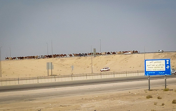 <span  class="uc_style_uc_tiles_grid_image_elementor_uc_items_attribute_title" style="color:#ffffff;">Camels on the motorway, ...can happend :-0</span>