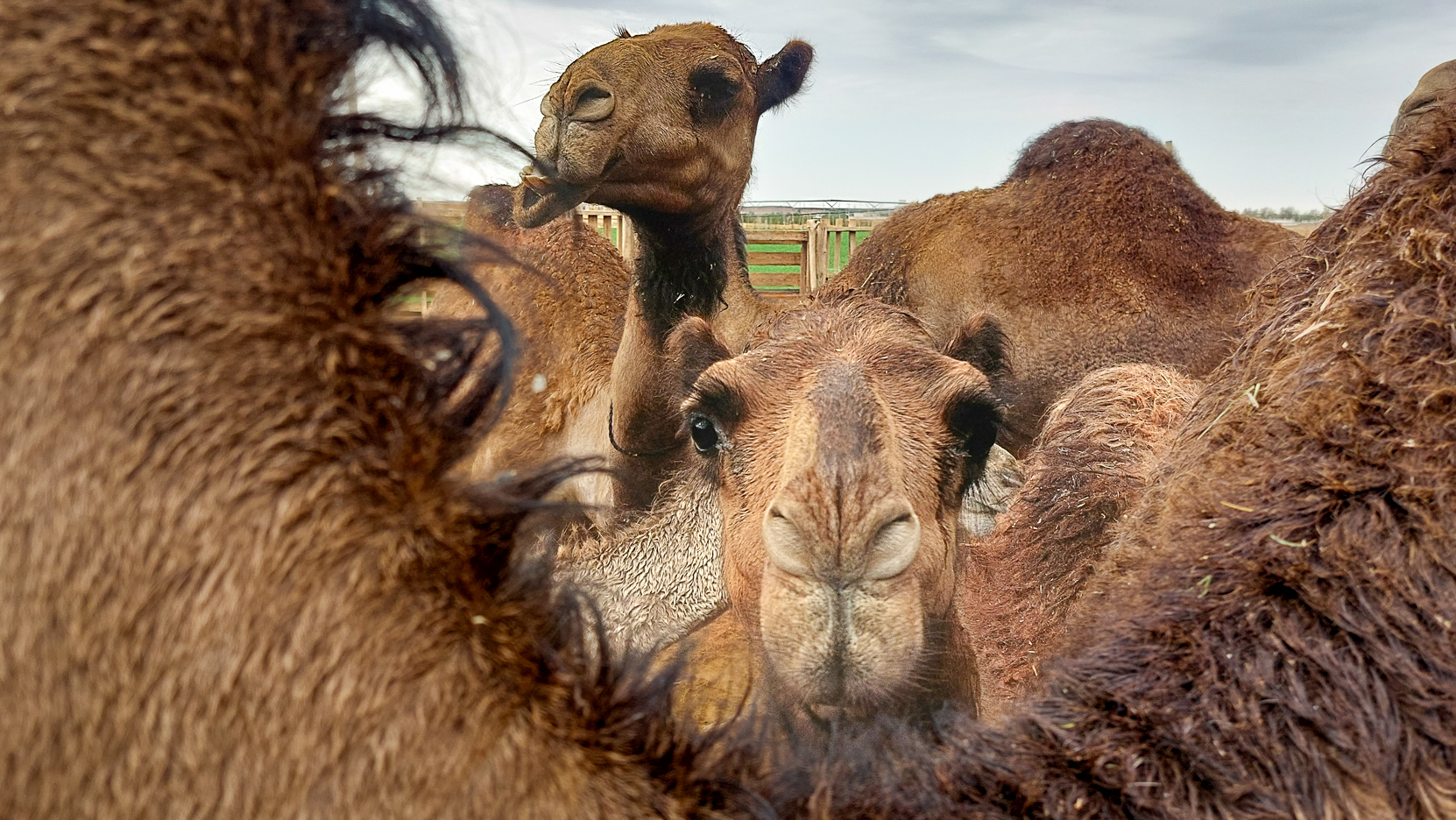 <span  class="uc_style_uc_tiles_grid_image_elementor_uc_items_attribute_title" style="color:#ffffff;">having camels is a sigh of wealth in the Arabic world, the more you have, the higher you are ranked in the local society</span>
