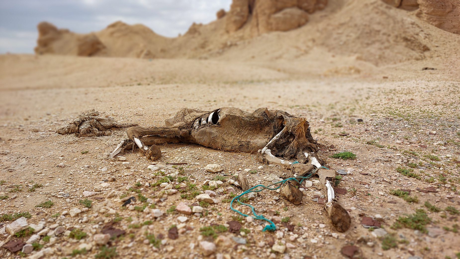 <span  class="uc_style_uc_tiles_grid_image_elementor_uc_items_attribute_title" style="color:#ffffff;">dromedary: if dead, they often are just left in the desert where they died</span>