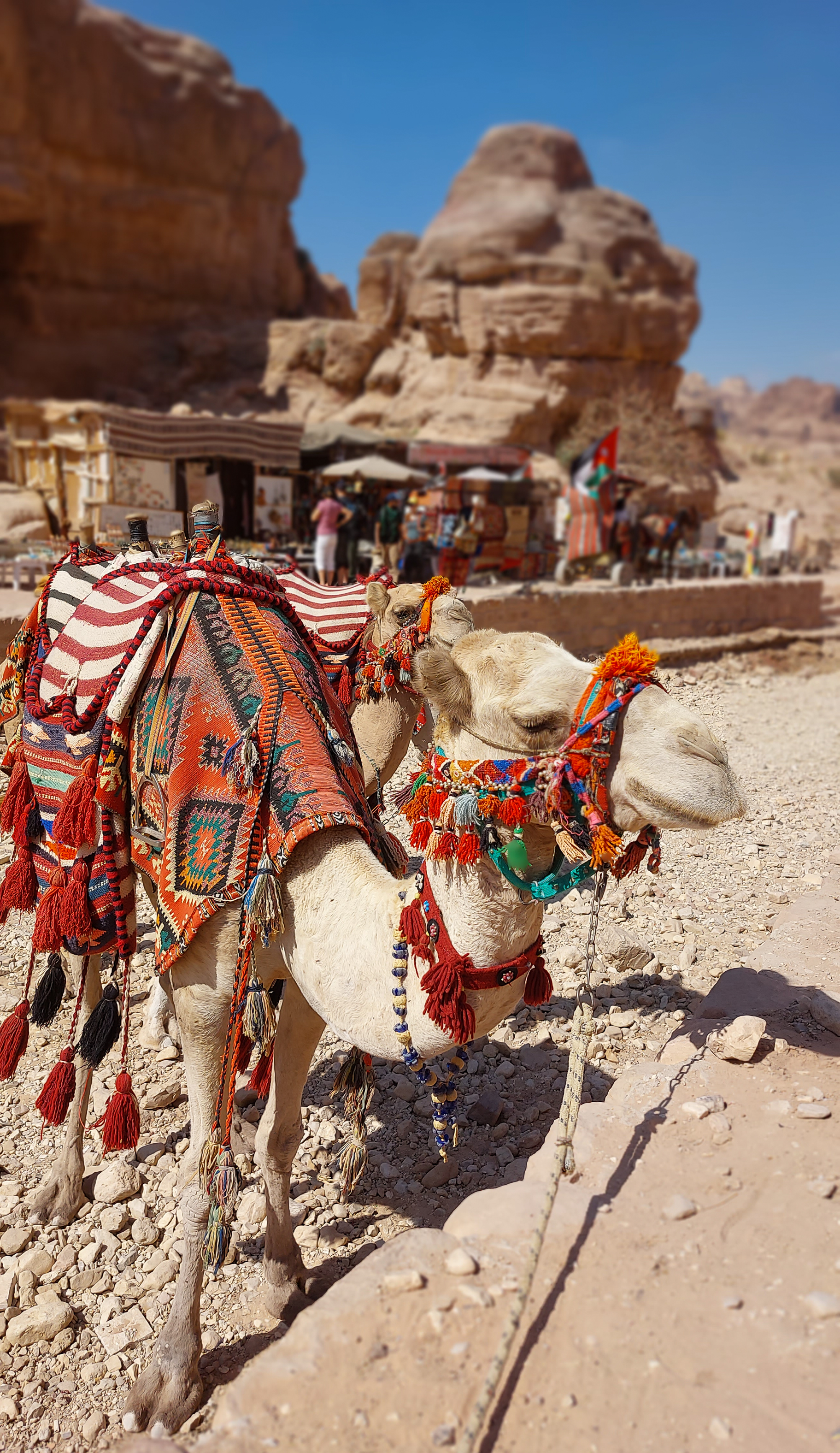 <span  class="uc_style_uc_tiles_grid_image_elementor_uc_items_attribute_title" style="color:#ffffff;">...and of course 'camels' (dromedaries) everywhere</span>