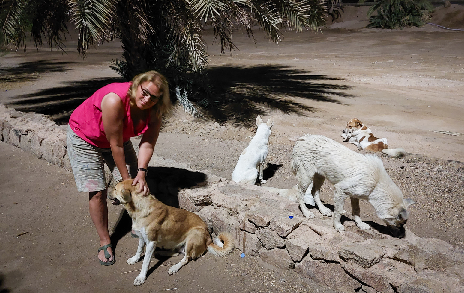 <span  class="uc_style_uc_tiles_grid_image_elementor_uc_items_attribute_title" style="color:#ffffff;">A positive difference to the rest of the Arabic world: in Jordan dogs are more welcome</span>