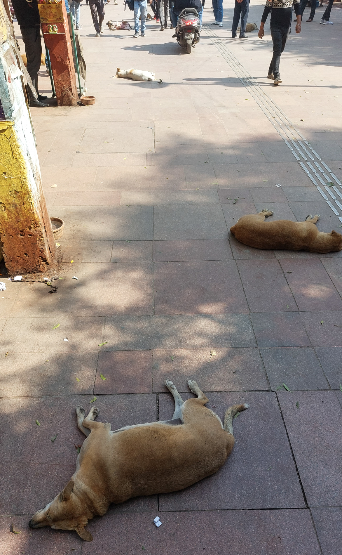 <span  class="uc_style_uc_tiles_grid_image_elementor_uc_items_attribute_title" style="color:#ffffff;">In Delhi Old Town also the dogs sometimes are lieing around on the streets</span>