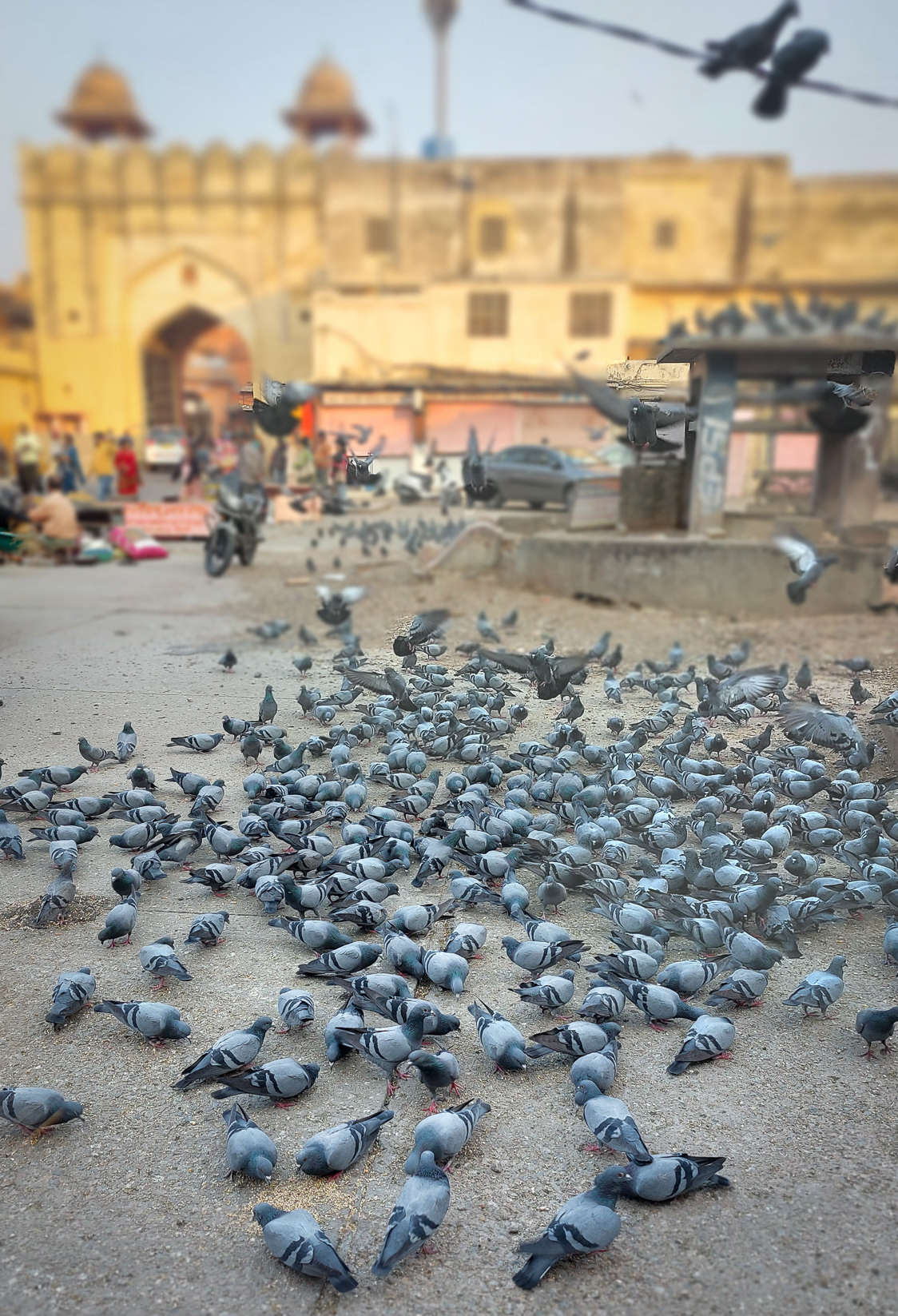 <span  class="uc_style_uc_tiles_grid_image_elementor_uc_items_attribute_title" style="color:#ffffff;">Pigeons: are welcome in India</span>