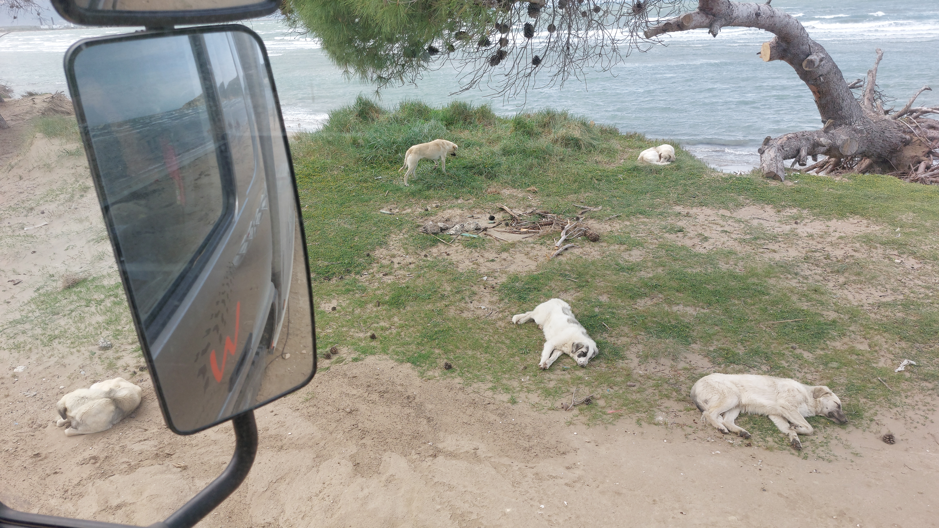 <span  class="uc_style_uc_tiles_grid_image_elementor_uc_items_attribute_title" style="color:#ffffff;">A pack of beach-dogs became our protectors</span>