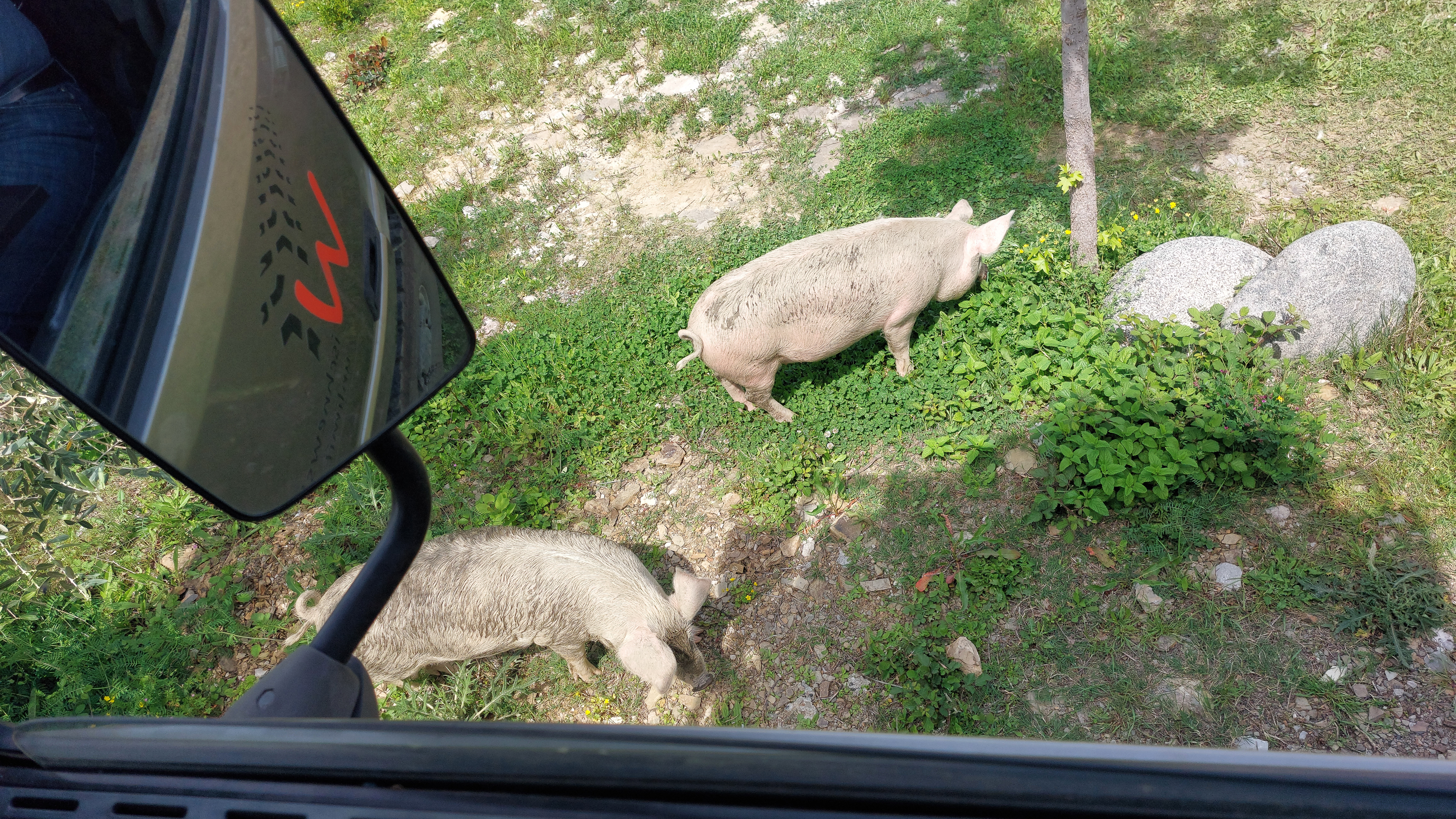 <span  class="uc_style_uc_tiles_grid_image_elementor_uc_items_attribute_title" style="color:#ffffff;">Now a pig, later a sausage - fresh and very tastefull meat is one of the things we remember with great pleasure!</span>