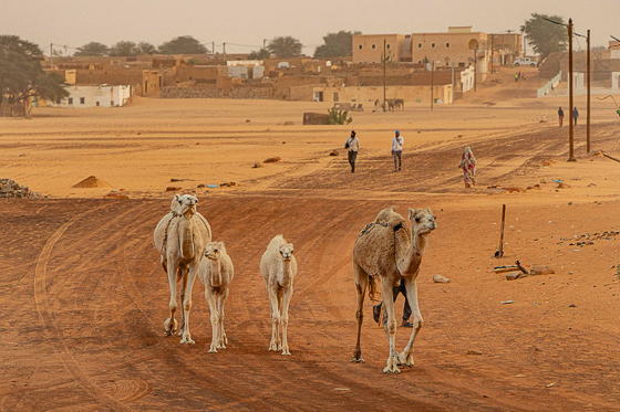 <span  class="uc_style_uc_tiles_grid_image_elementor_uc_items_attribute_title" style="color:#ffffff;">Camels :-)</span>