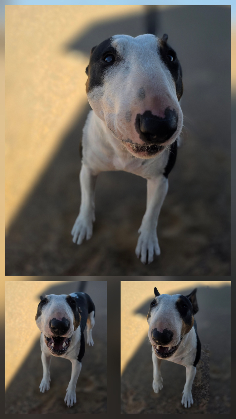 <span  class="uc_style_uc_tiles_grid_image_elementor_uc_items_attribute_title" style="color:#ffffff;">Ruby, the funny dog of Nina &amp; Christian</span>