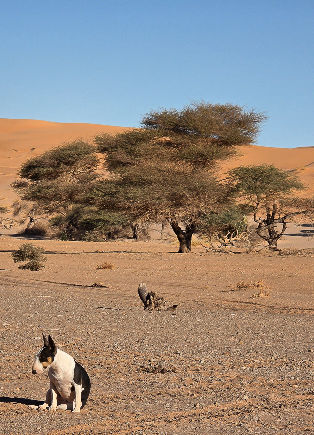 <span  class="uc_style_uc_tiles_grid_image_elementor_uc_items_attribute_title" style="color:#ffffff;">wuff!</span>