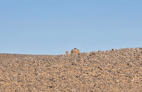 <span  class="uc_style_uc_tiles_grid_image_elementor_uc_items_attribute_title" style="color:#ffffff;">Camels, even in the stone desert</span>