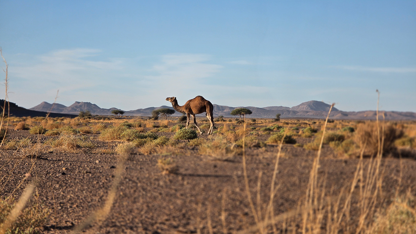 <span  class="uc_style_uc_tiles_grid_image_elementor_uc_items_attribute_title" style="color:#ffffff;">Camel!</span>