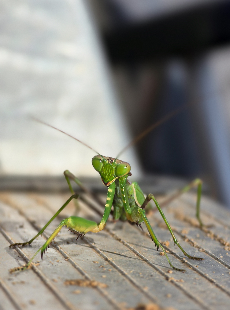 <span  class="uc_style_uc_tiles_grid_image_elementor_uc_items_attribute_title" style="color:#ffffff;">A visitor</span>