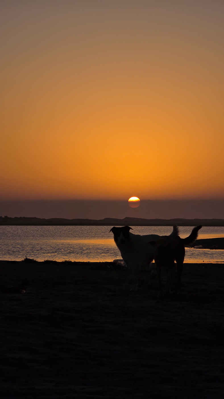 <span  class="uc_style_uc_tiles_grid_image_elementor_uc_items_attribute_title" style="color:#ffffff;">Stay dogs, friendly, nice company</span>