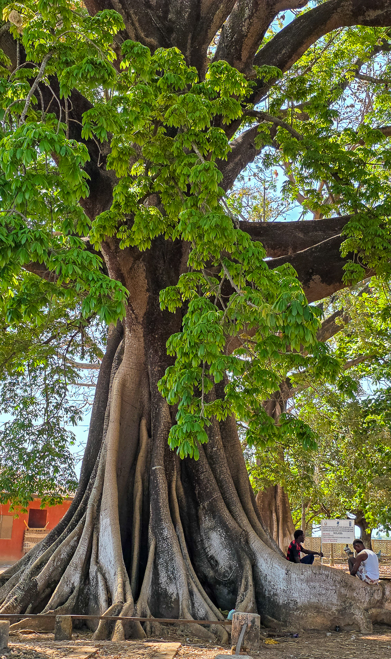 <span  class="uc_style_uc_tiles_grid_image_elementor_uc_items_attribute_title" style="color:#ffffff;">Kapok trees (in Bolama): gigantic + wonderful</span>
