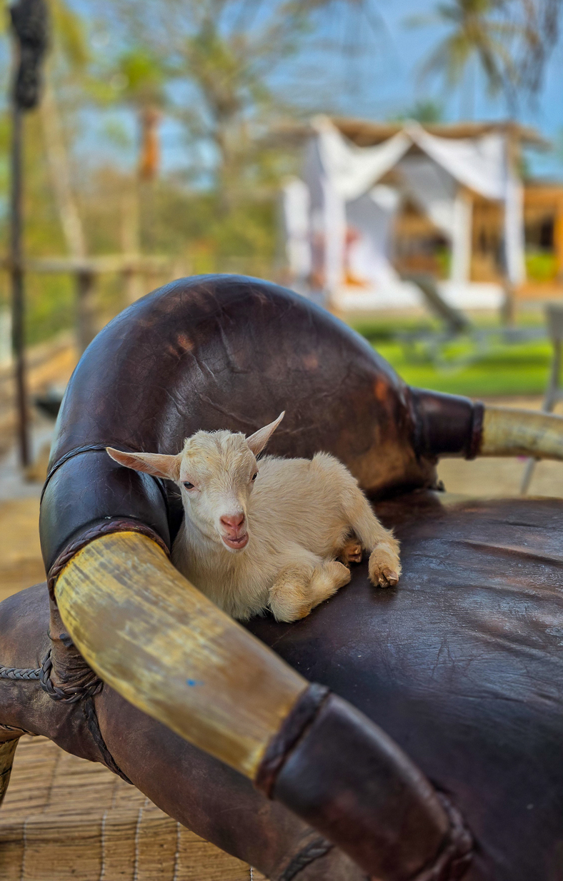 <span  class="uc_style_uc_tiles_grid_image_elementor_uc_items_attribute_title" style="color:#ffffff;">Funny guest</span>