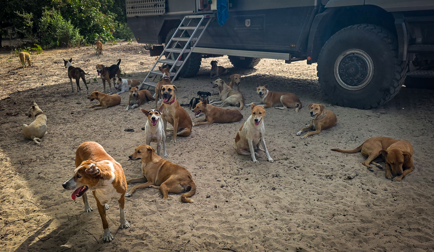 <span  class="uc_style_uc_tiles_grid_image_elementor_uc_items_attribute_title" style="color:#ffffff;">A record! 25 dogs visited us</span>