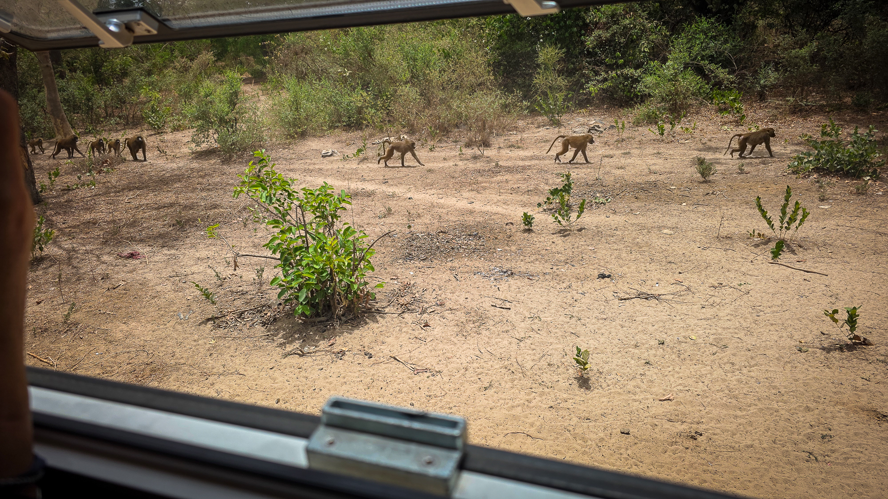 <span  class="uc_style_uc_tiles_grid_image_elementor_uc_items_attribute_title" style="color:#ffffff;">The Baboons are comming (it was a group oc circa 200) - wise to be alarmed!</span>