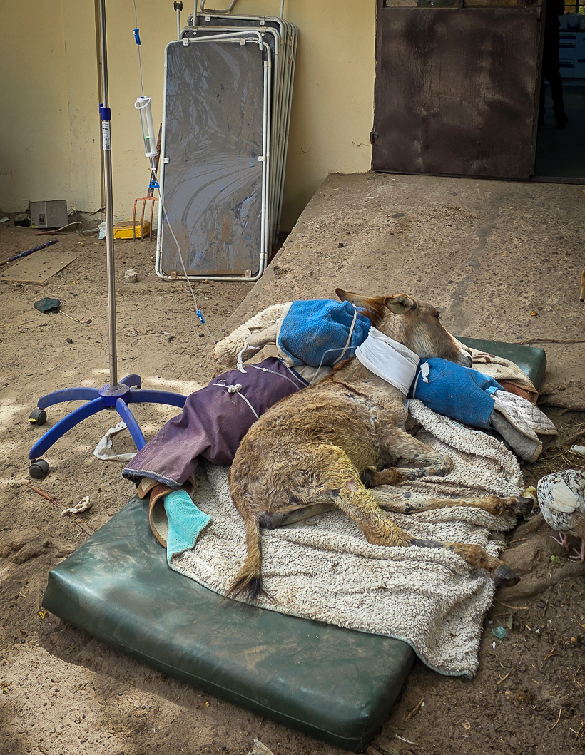 <span  class="uc_style_uc_tiles_grid_image_elementor_uc_items_attribute_title" style="color:#ffffff;">Poor donkey - but they treated him well</span>