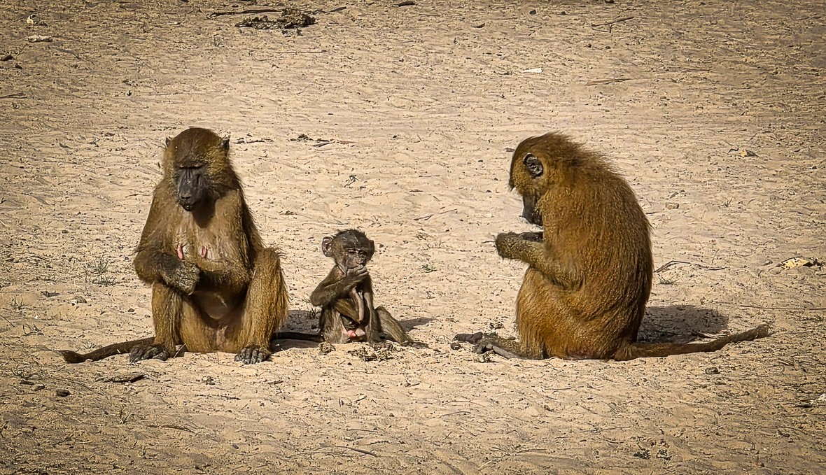 <span  class="uc_style_uc_tiles_grid_image_elementor_uc_items_attribute_title" style="color:#ffffff;">Baboons still are wonderful animals</span>