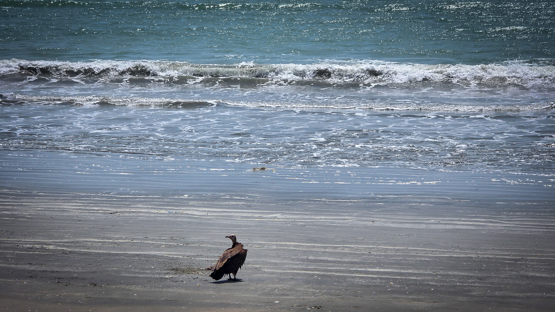 <span  class="uc_style_uc_tiles_grid_image_elementor_uc_items_attribute_title" style="color:#ffffff;">Vultures at the beach? Yes, you can see them everywhere in Gambia!</span>