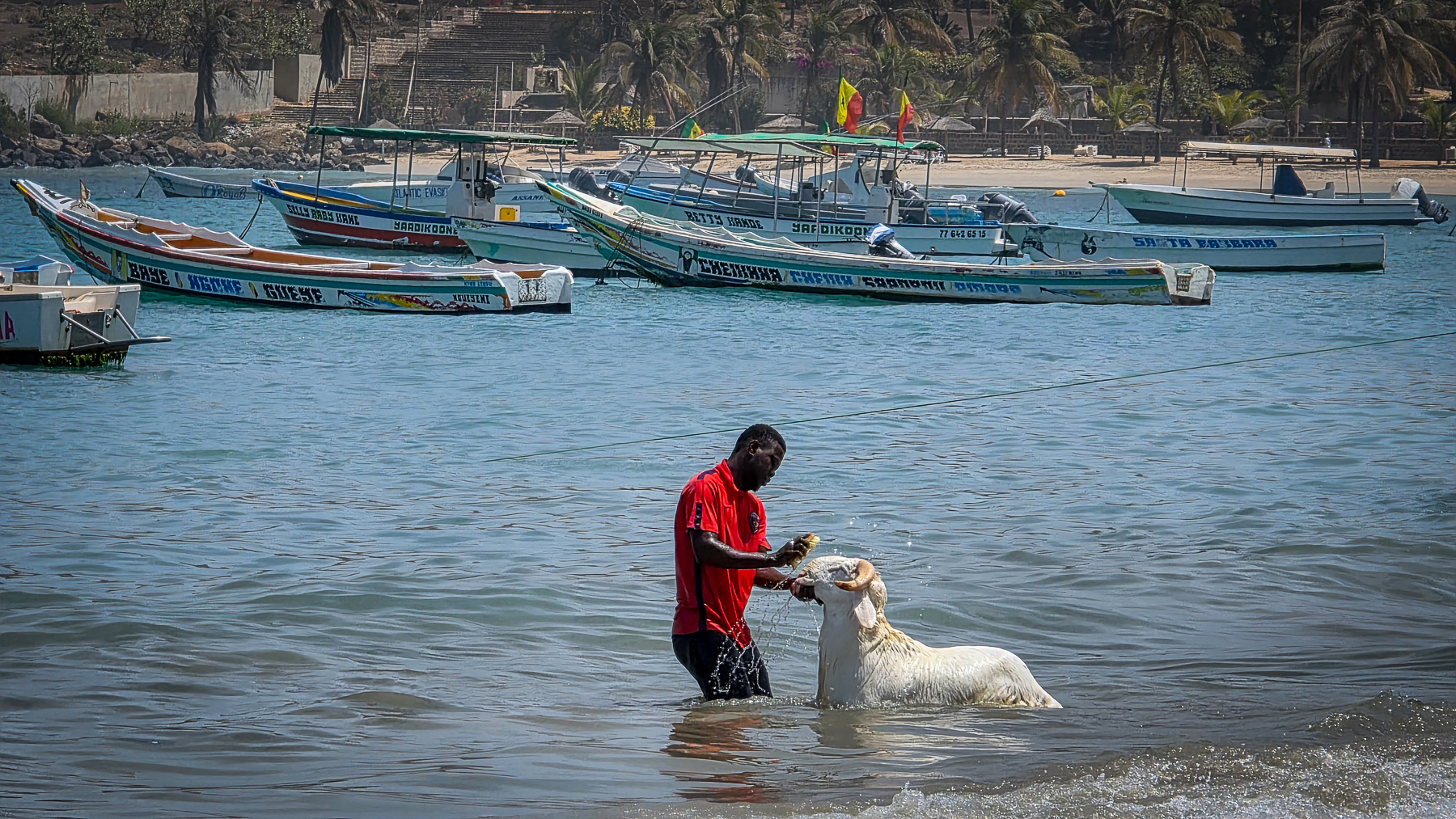 <span  class="uc_style_uc_tiles_grid_image_elementor_uc_items_attribute_title" style="color:#ffffff;">Washing the sheep before bringing them to the slaughterhouse...</span>
