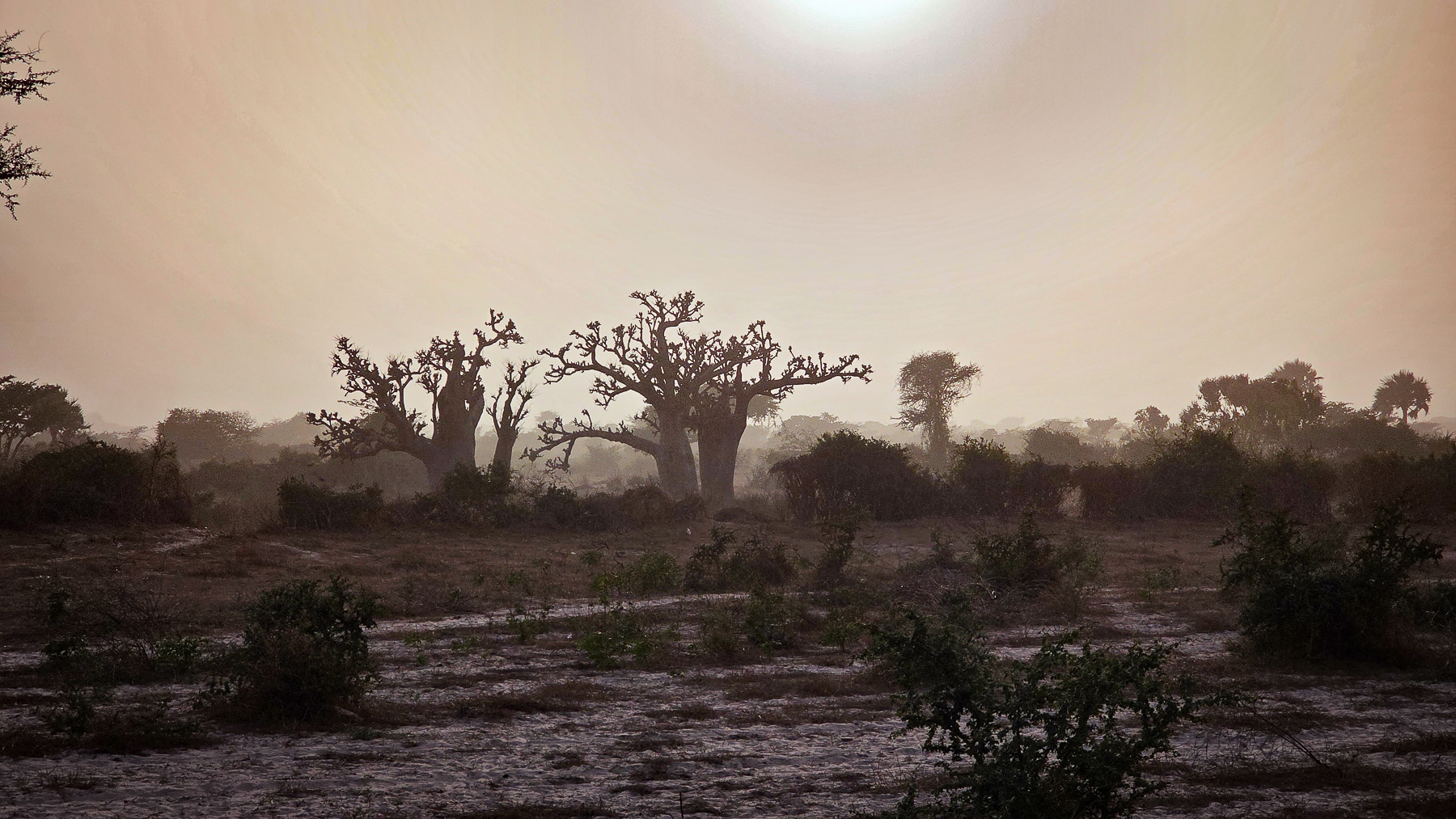 <span  class="uc_style_uc_tiles_grid_image_elementor_uc_items_attribute_title" style="color:#ffffff;">One of the wonders in Senegal: the 'Baobab-Tree'</span>