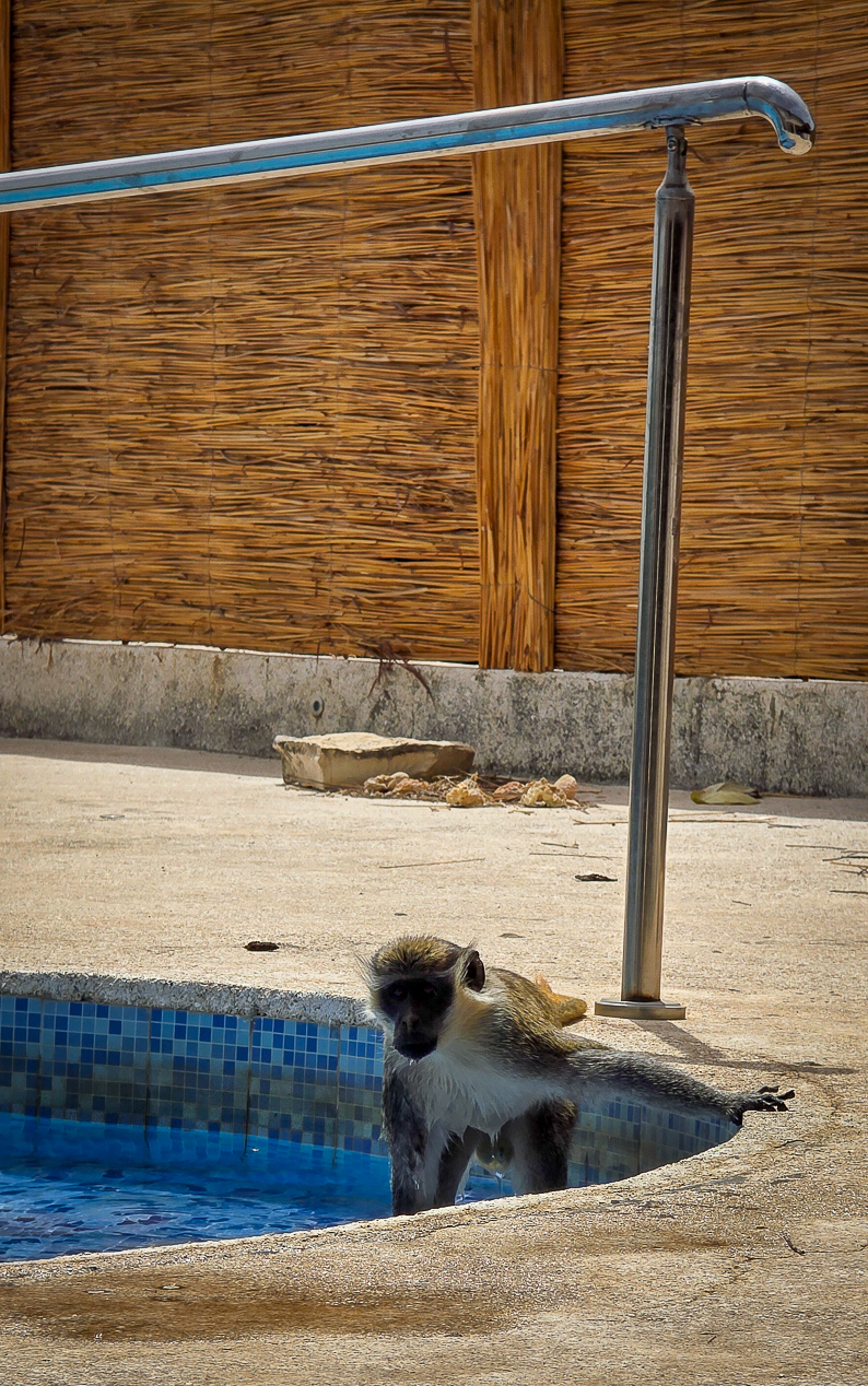 <span  class="uc_style_uc_tiles_grid_image_elementor_uc_items_attribute_title" style="color:#ffffff;">Monkey! ...also not shy ;-)</span>