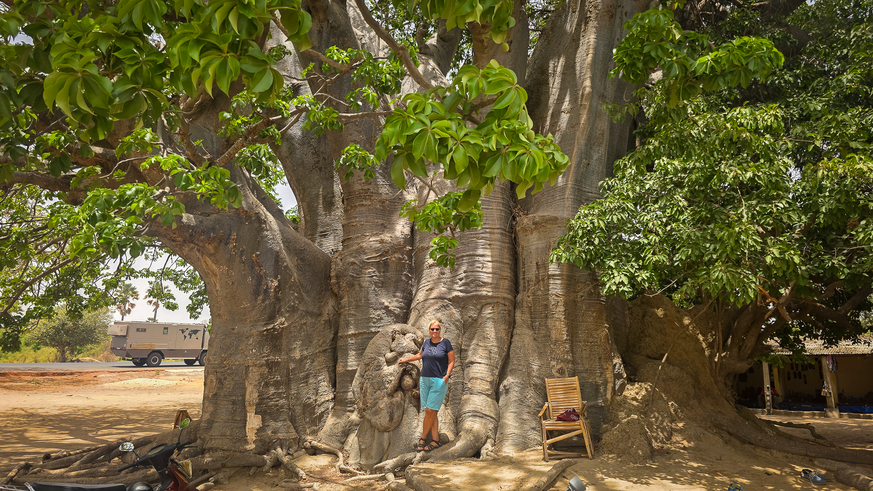 <span  class="uc_style_uc_tiles_grid_image_elementor_uc_items_attribute_title" style="color:#ffffff;">The fantastic 'Baobab Trees'</span>