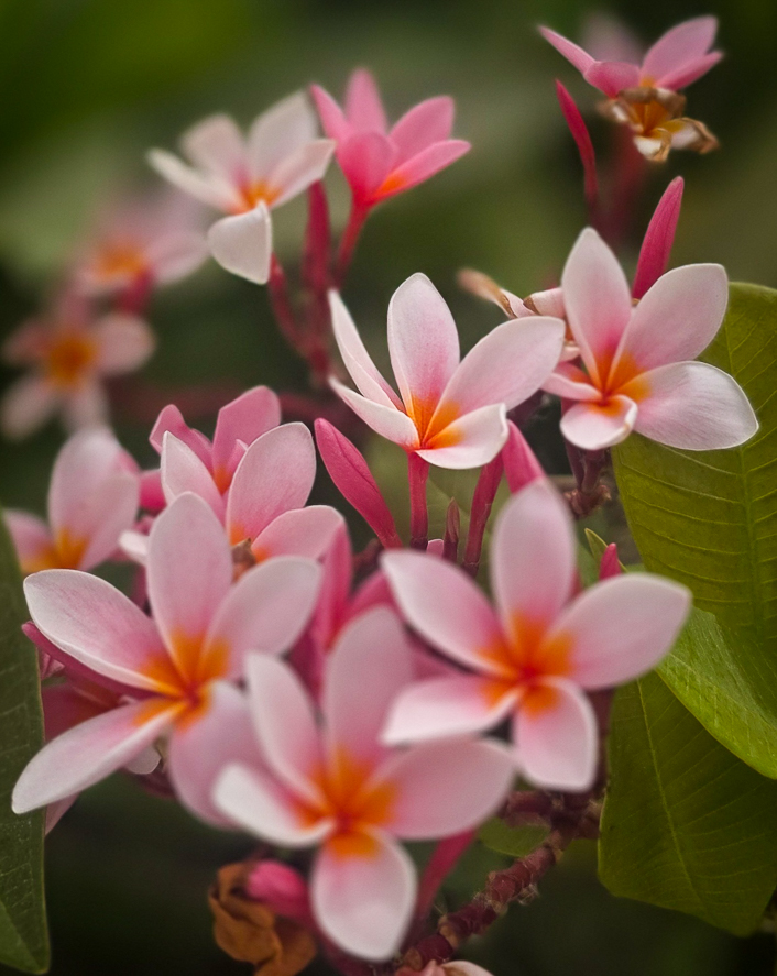 <span  class="uc_style_uc_tiles_grid_image_elementor_uc_items_attribute_title" style="color:#ffffff;">Thailand is famous for it's beautiful flowers</span>