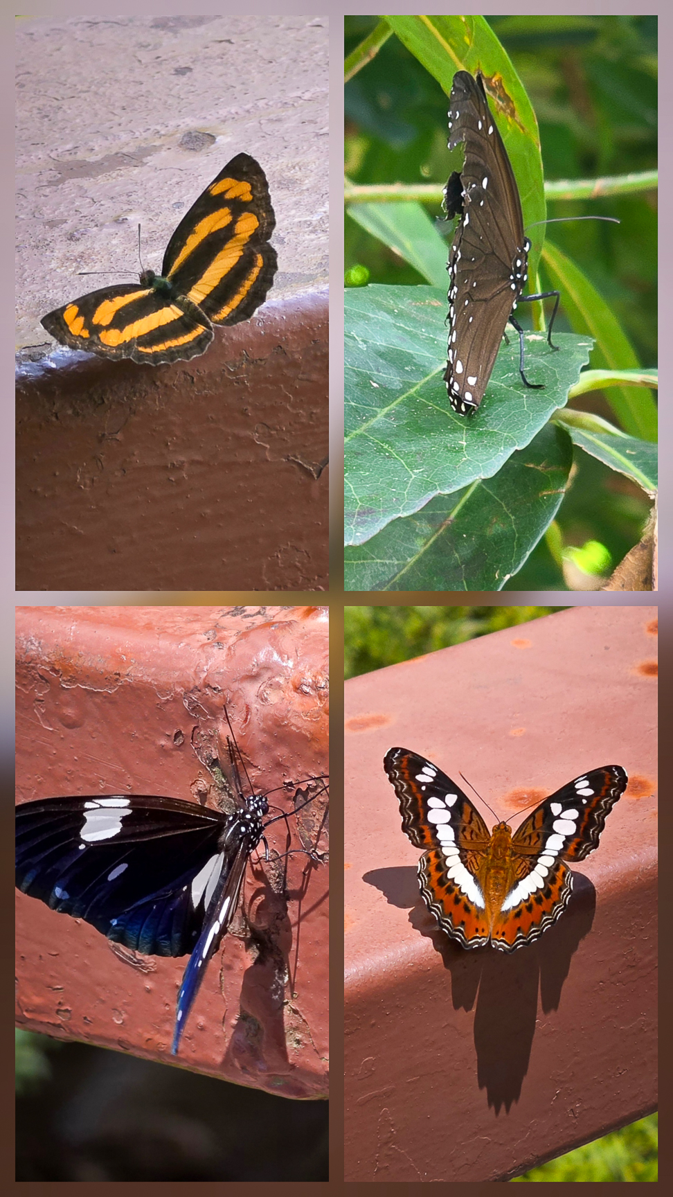 <span  class="uc_style_uc_tiles_grid_image_elementor_uc_items_attribute_title" style="color:#ffffff;">Butterflies in "Kao Yai' National Park</span>
