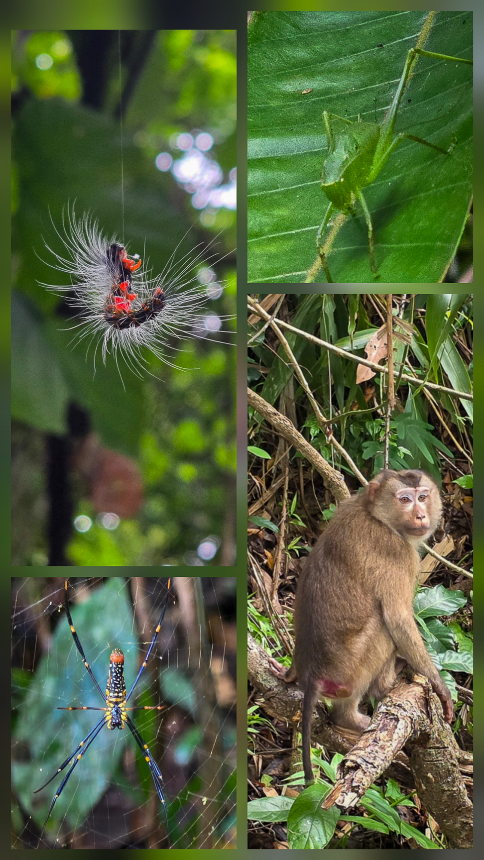 <span  class="uc_style_uc_tiles_grid_image_elementor_uc_items_attribute_title" style="color:#ffffff;">some more visitors in "Kao Yai' National Park</span>